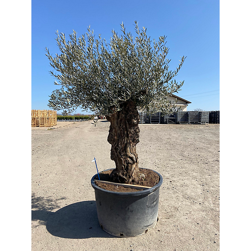 Olea europea - olivier -tronc 80/100