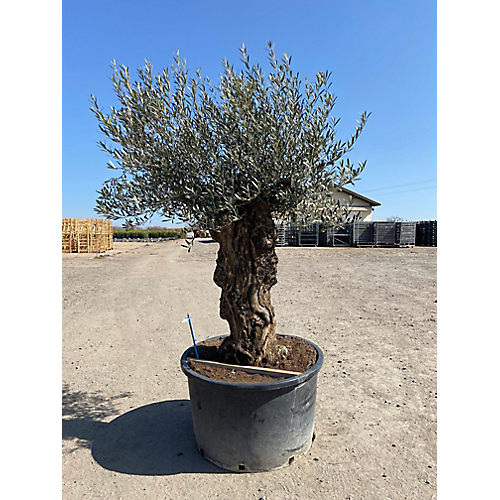 Olea europea - olivier -tronc 80/100