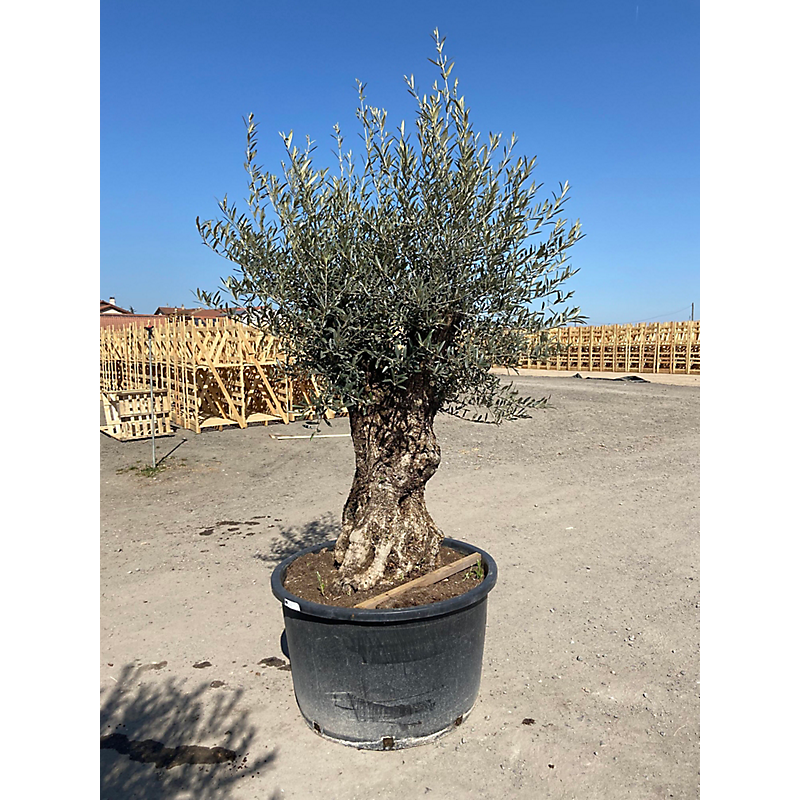 Olea europea - olivier - tronc 100/125