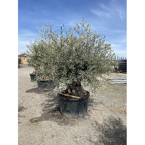 Olea europea - olivier - tronc 125/150