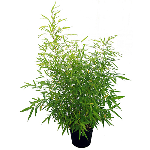 Phyllostachys aurea- Bambou doré