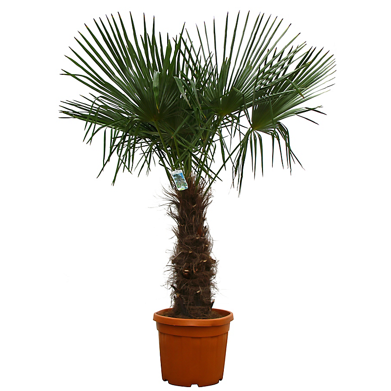 Palmier de Chine 45L H.175/200 cm