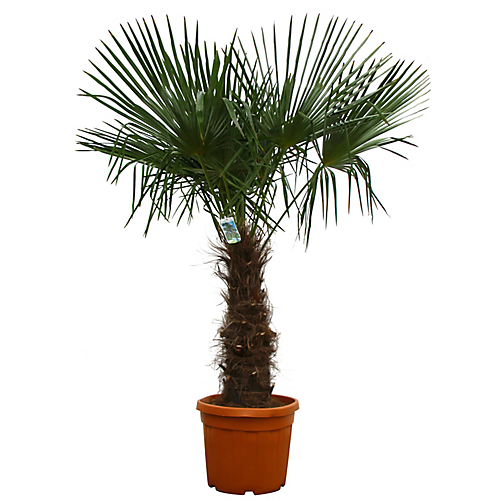 Chamaerops Excelsa - Palmier chanvre ou palmier de chine - tronc 60/80