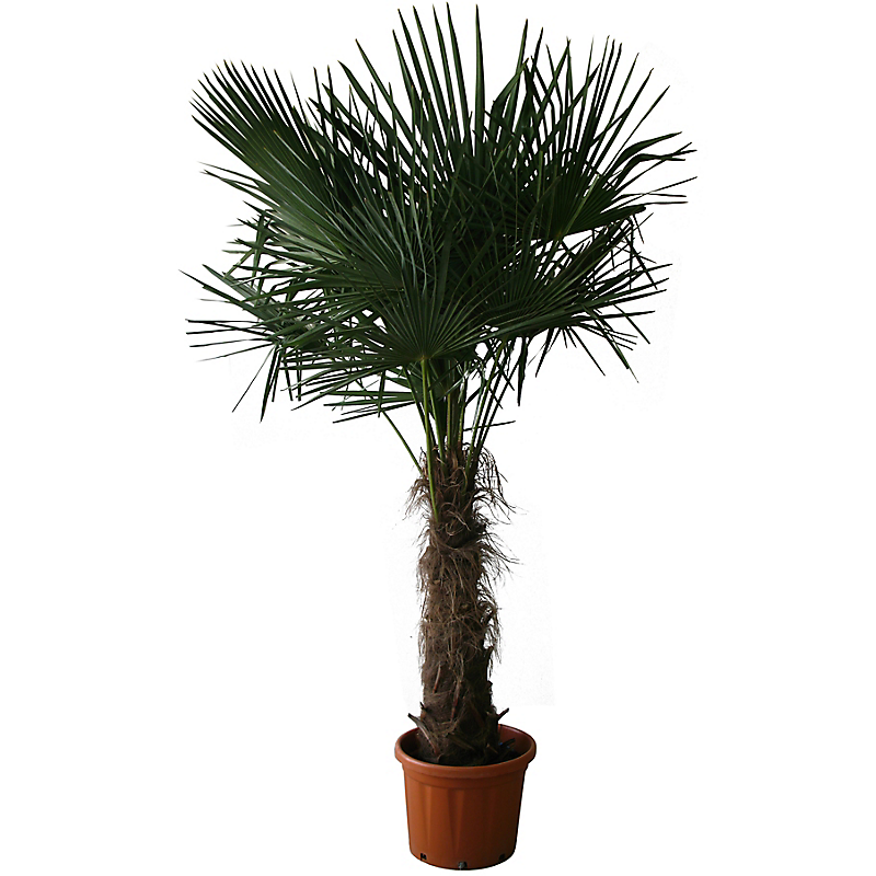 Chamaerops Excelsa - Palmier chanvre ou palmier de chine - tronc 80/100