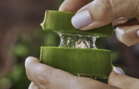 Les formidables effets de l'aloe vera sur vos cheveux