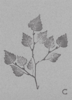 Carnet Poeme Citation De Niki Rebecca Papagheorghiou Espace Culturel E Leclerc