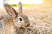 Lapin français entier ±1,3kg