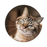 Kit de démarrage pour Herbe à chat achats avantageux sur