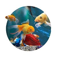 Aime - AIME Kit Bio filtre - Pour poisson - Aquarium - Rue du Commerce